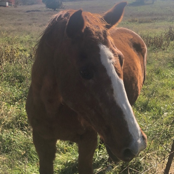 Meet your Posher, Oliver - Picture 1 of 1